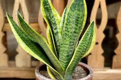 Sansevieria Trifasciata